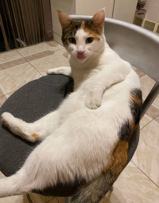 Пропала кошка трёхцветная, Одесса, центр. Базарная