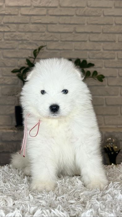 Samoyed/Самоїд дівчинка