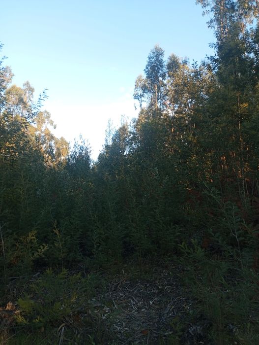 Ótima leira de eucaliptos