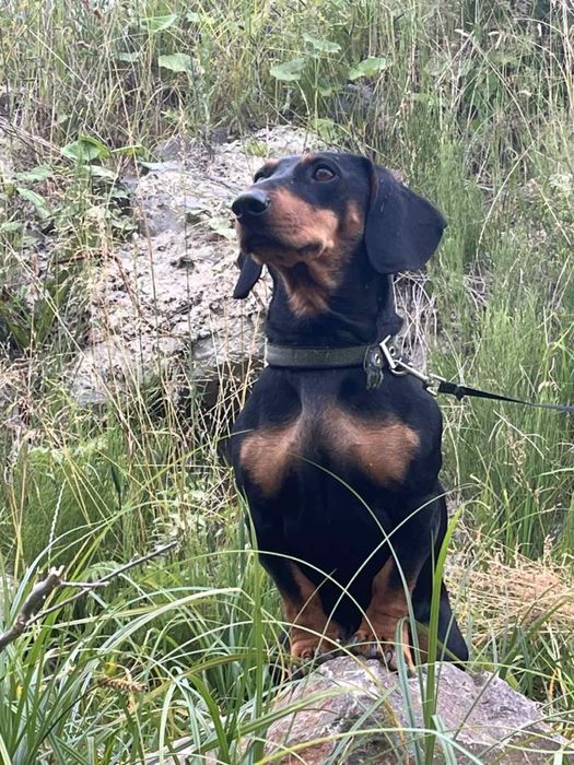 Вязка такси. Кобель 3,5 роки шука наречену