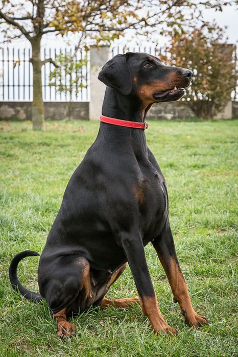 Doberman szczeniak  fci.