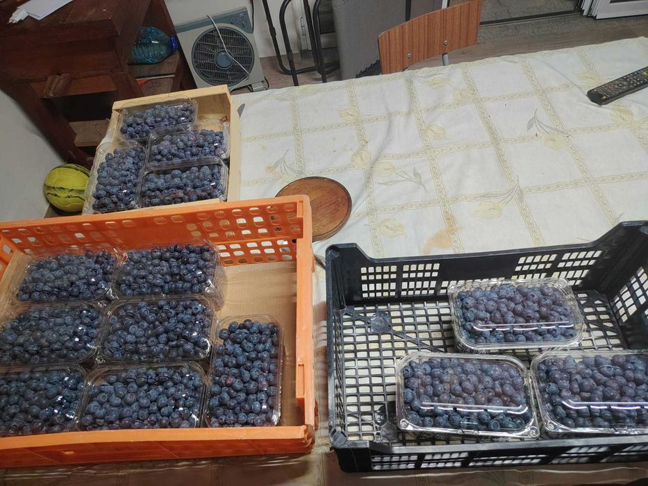 mirtilos caseiros