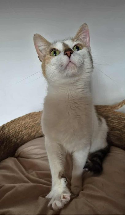 Urocza koteczka do adopcji