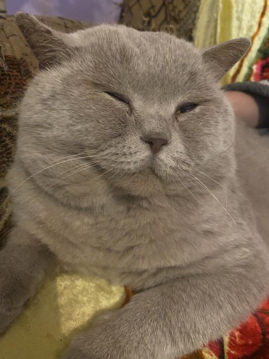 Шотландський прямовухий запрошує на вязку