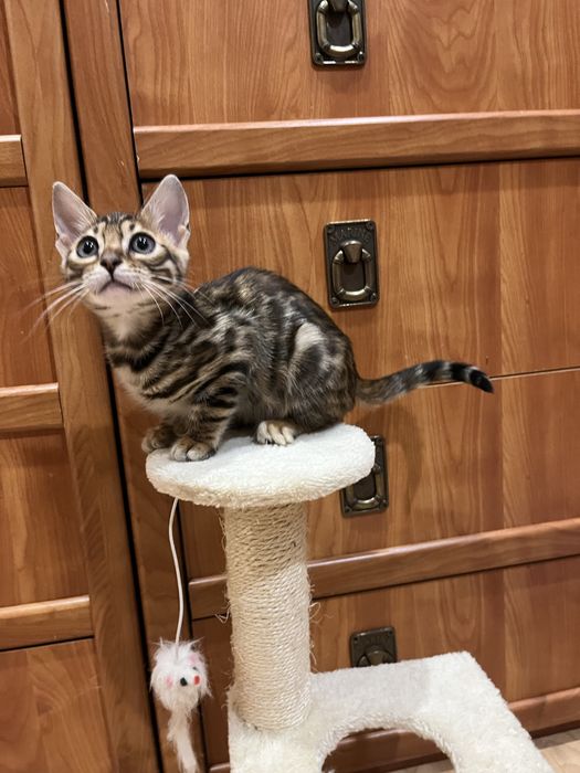 Бенгальські кошенята бенгальская кошка бенгал дівчинка