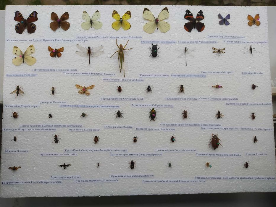 Комахи ентомологічна колекція для студентів та учнів