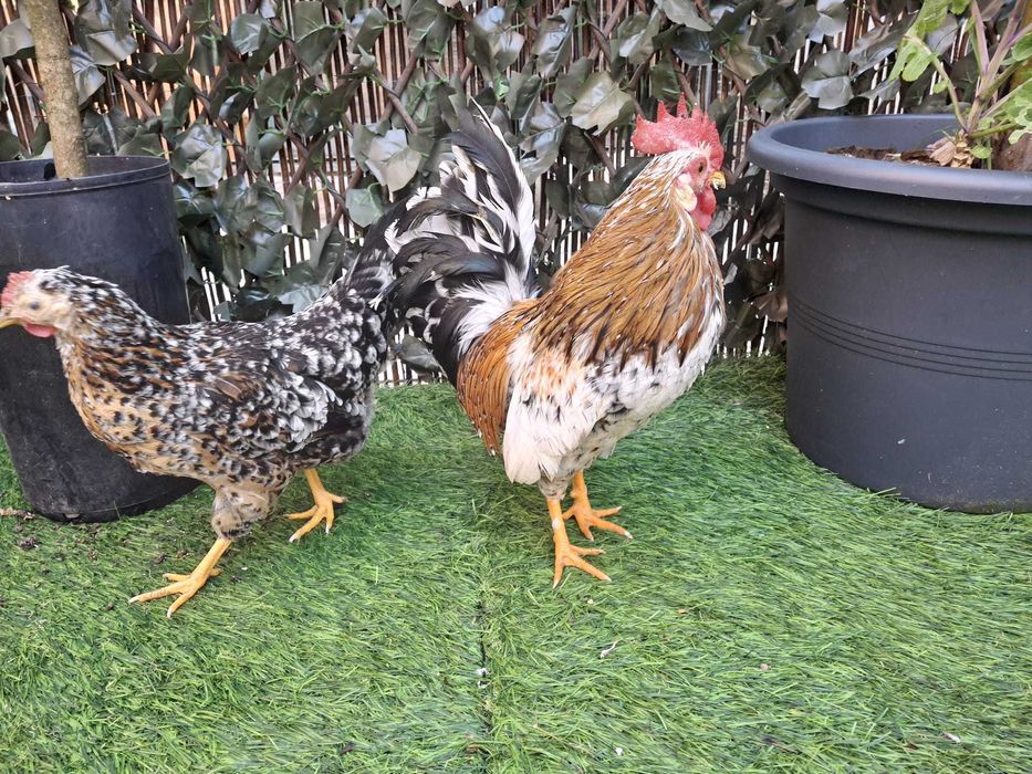 Casal de garnizes mil flores