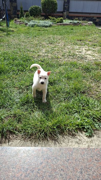 Продам цуценят, породи лайка