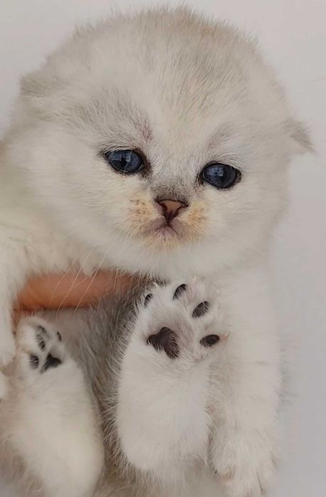 Gatinha Scottish Fold Silver