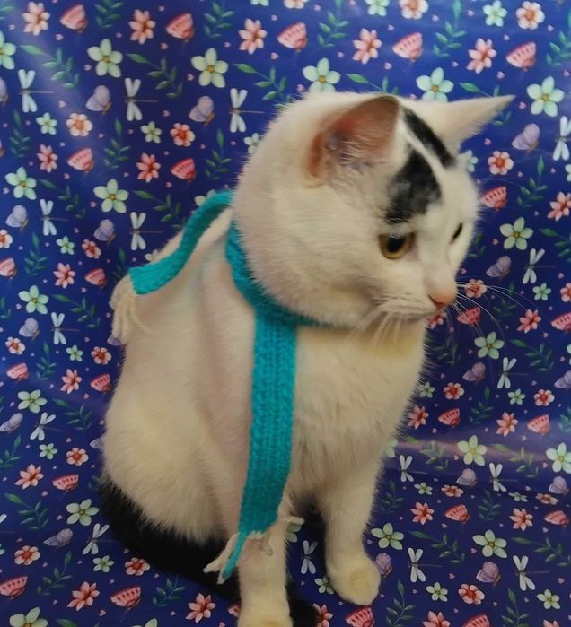 Киця кішка кошка кошечка у добрі руки