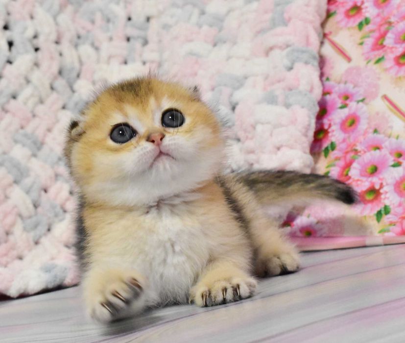 Шотландські висловухі Золоті зеленоокі дівчатка Габріела та Грація