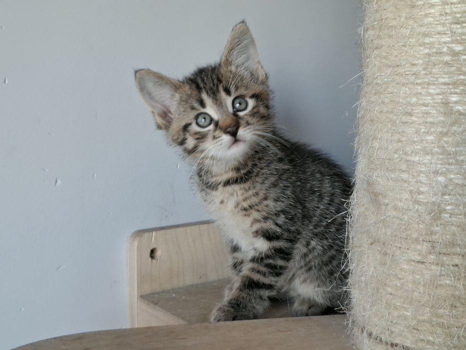 Parys i Przemo szukają wspólnego domu! Bure maluchy do adopcji!