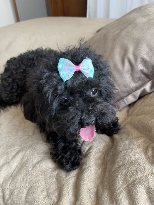 Mini suczka cavapoo do odbioru