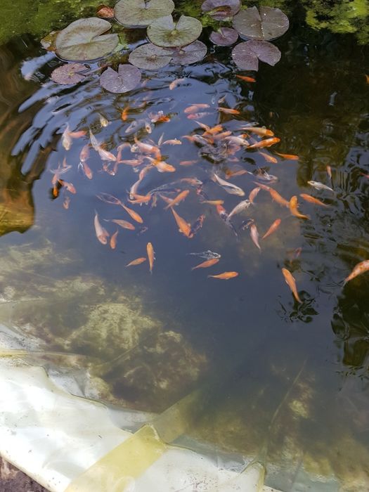 Карпы кои малек и подростки 25-30 см наличие уточнять по телефону