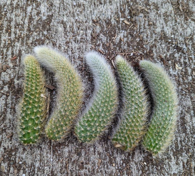 Mudas de cacto rabo de macaco