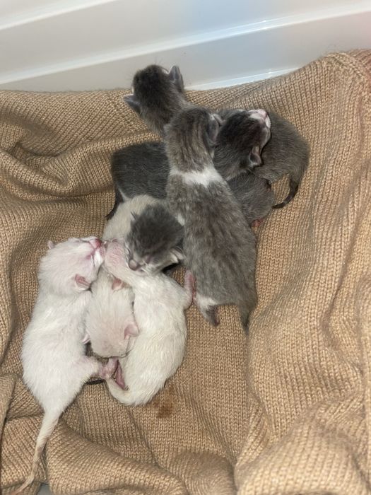 Adoção dos bebes