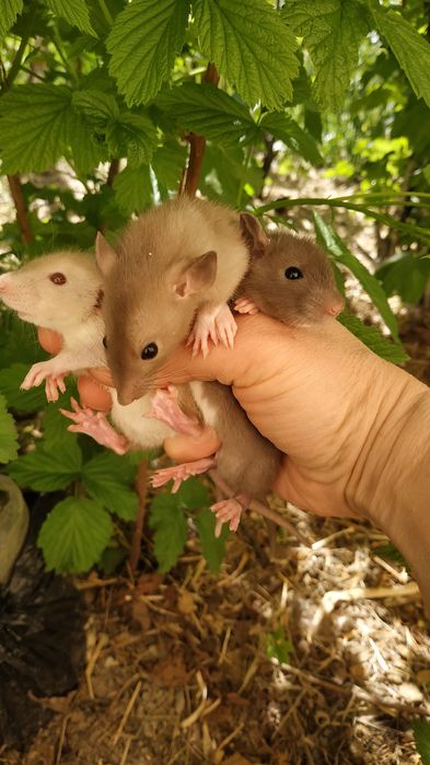Ручные добрые крысята декоративная крыса домашняя купить в Харькове
