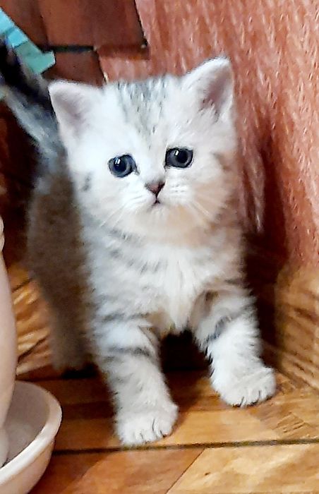 Маленькі скромняшки