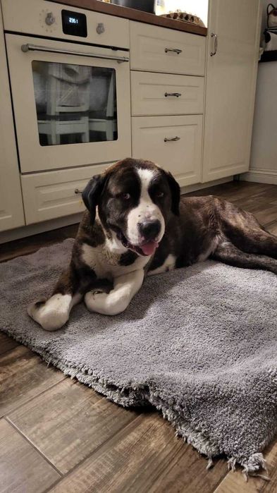 Piękna Muma szuka najlepszego domu