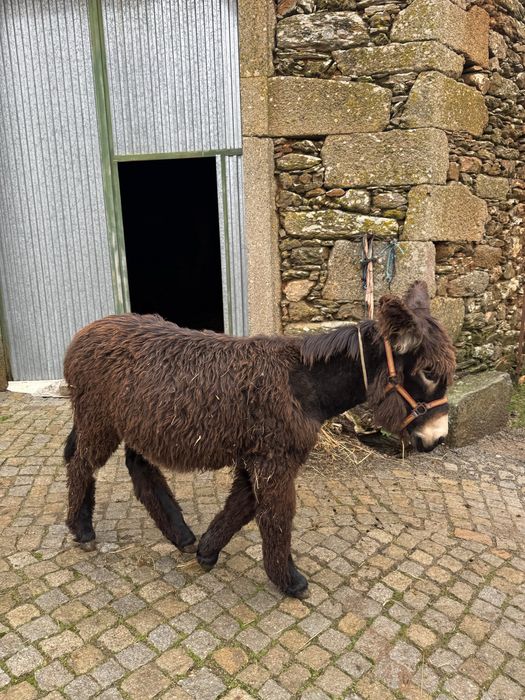 Burro de Raça Autóctone Mirandesa