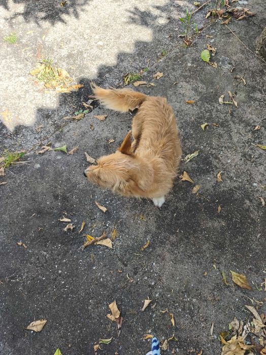 Para adoção responsável e amor por animais