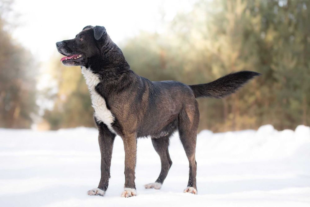 Piękny czarny pies Torparo szuka swojego domu na zawsze