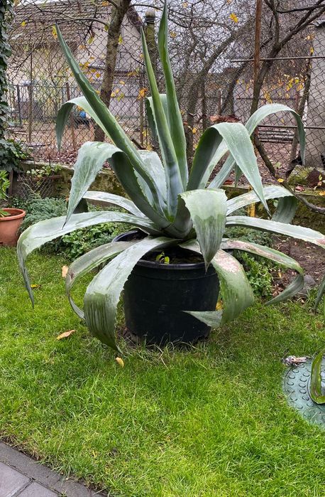 Вазон агава американська блакитна.