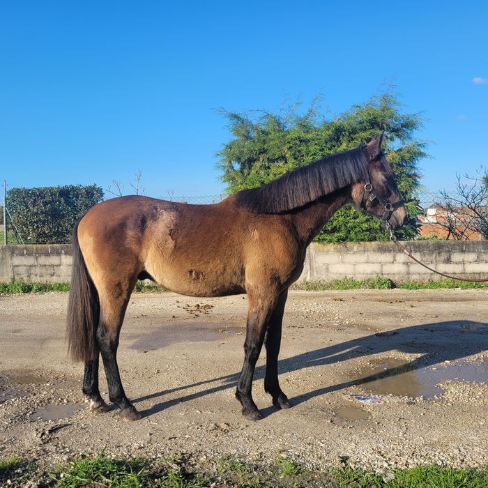 Vendo poldro cruzado
