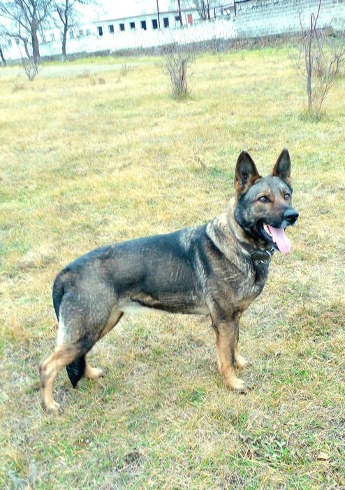 Цуцики Німецької вівчарки.