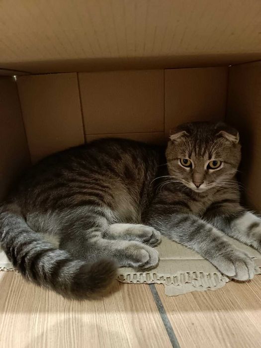 Шатландский Джон