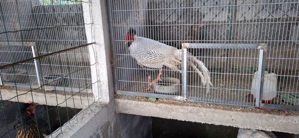 Faisão prateado ovos