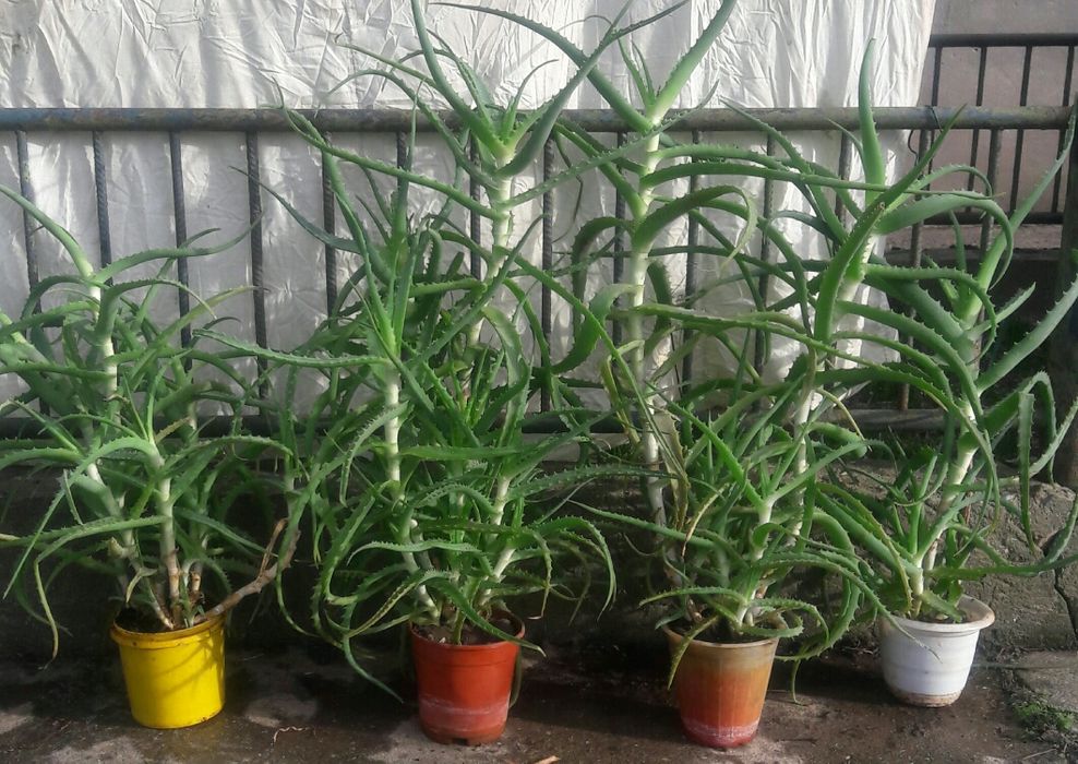 Алое вера Алой настоящий