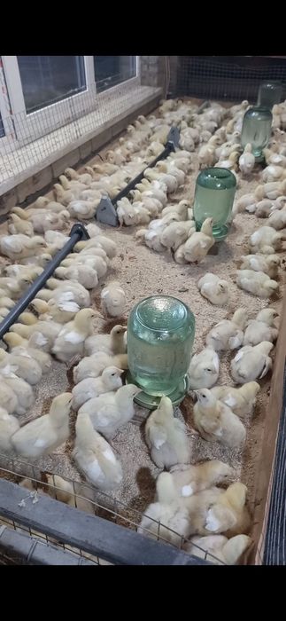 Реалізуем курчат бройлерів та курчат м'ясояечних порід також каченята