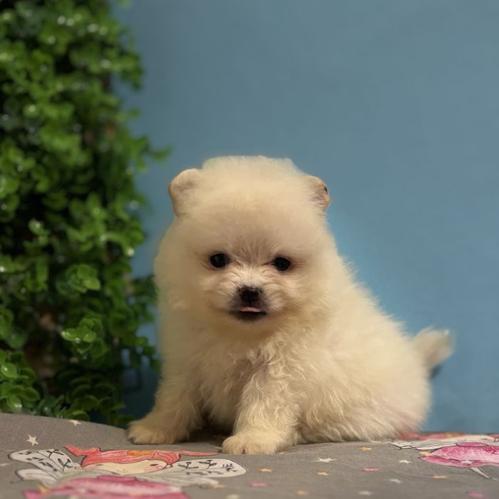 шикарний Хлопчик Міні