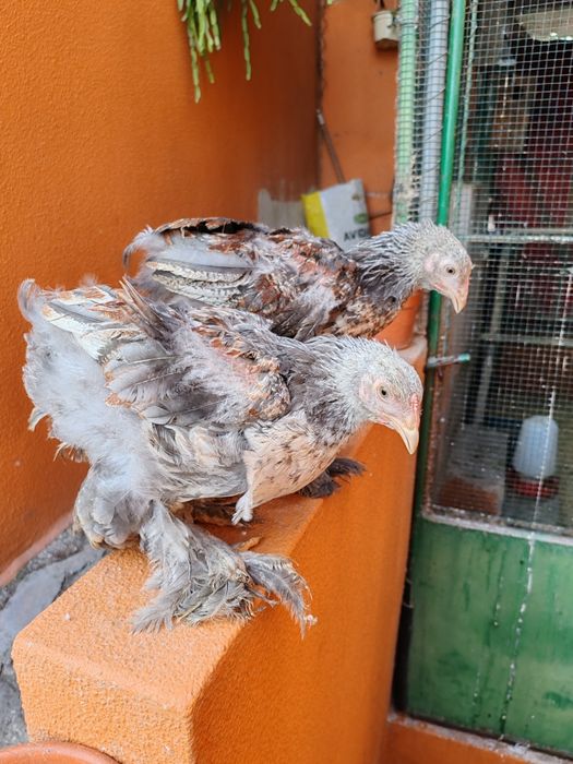 Galos Brahmas juvenis 26