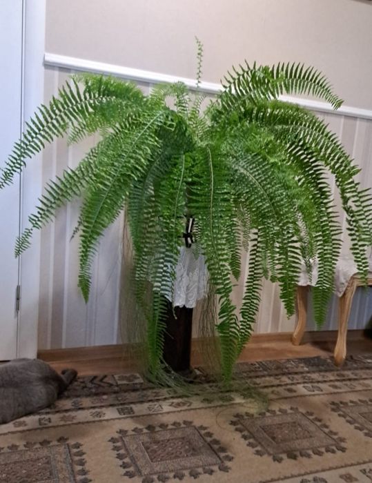 Продам Папоротник | Высота 110см | Ширина 120см