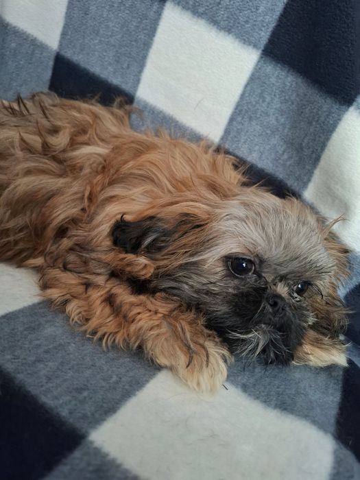 Щенки ши-тцу Харьков