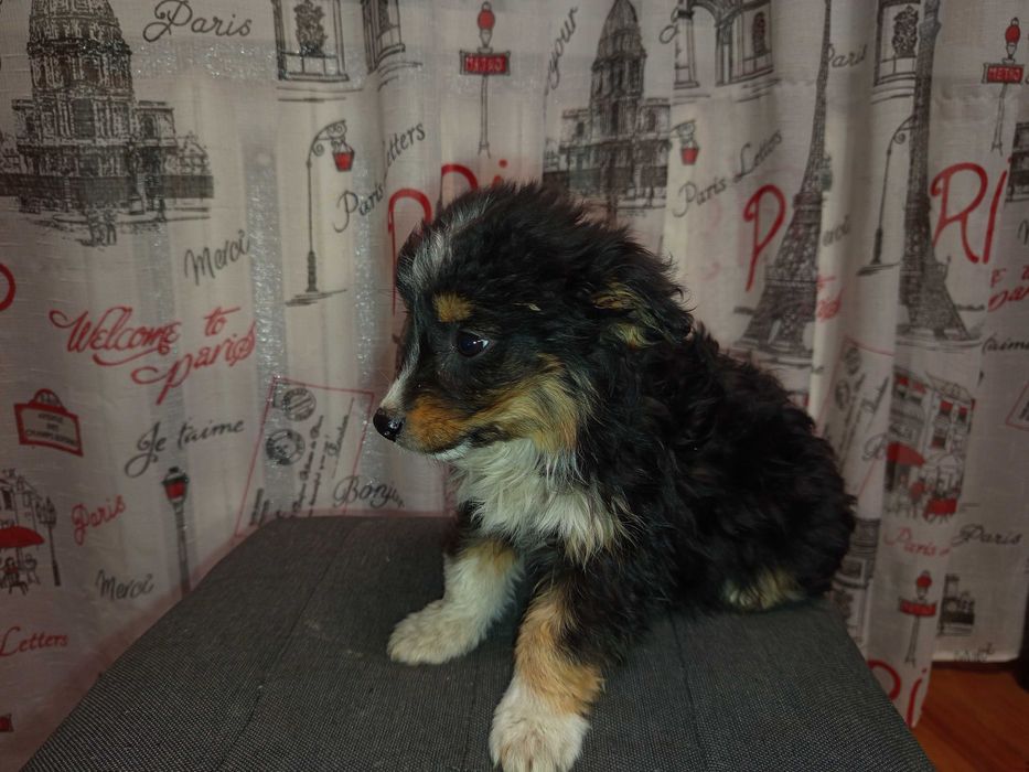 Віддам в хороші руки чудових цуценят