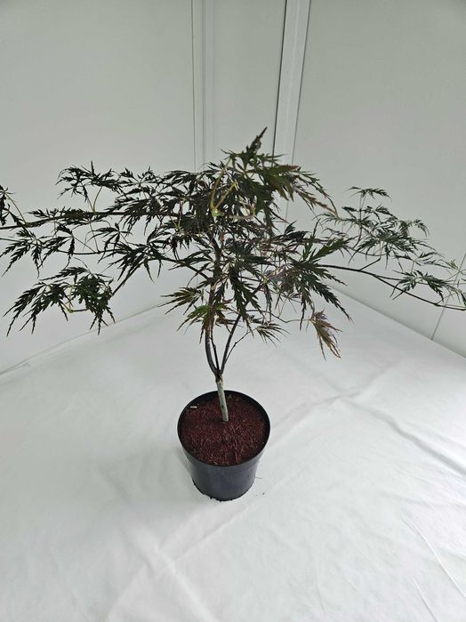 Klon palmowy Firecracker 70cm C3 ozdobne drzewko + nawóz gratis