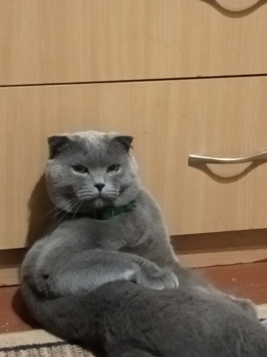 Продам британських кошенят