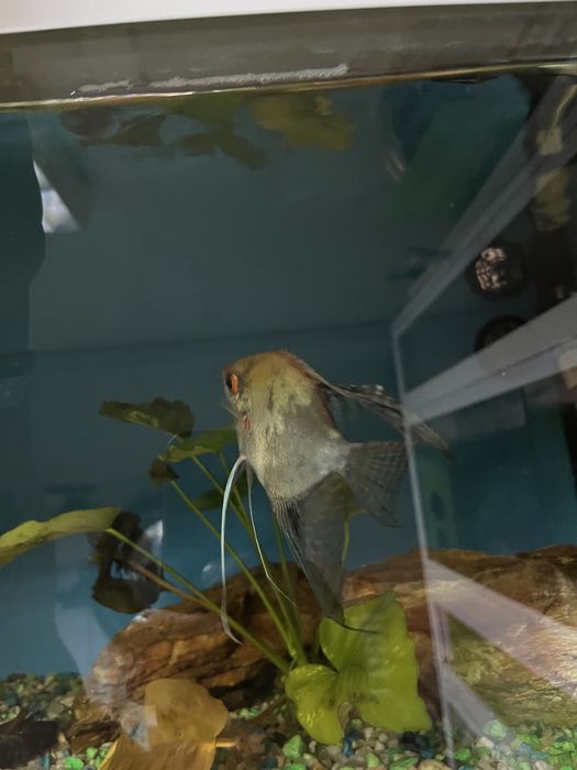 Peixe escalar vendo ou troco
