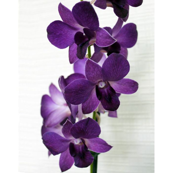 Дендрофаленопсис Эмма орхидея