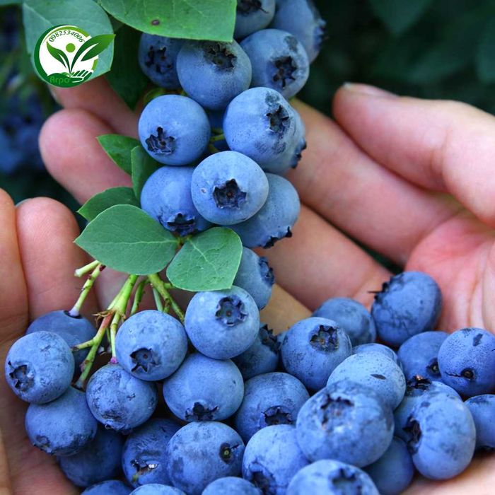 Буровка саджанці купити високоросла контейнерні саджанці лохини в саду