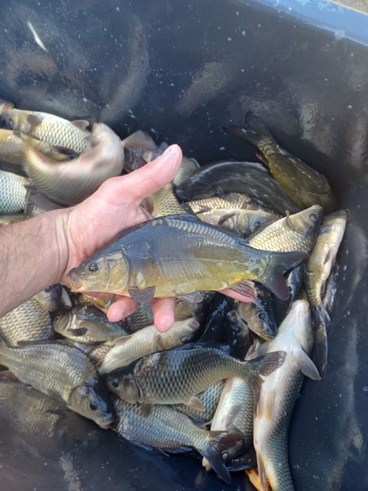 Karp narybek/kroczek. Jesiotr,Lin,Sandacz.