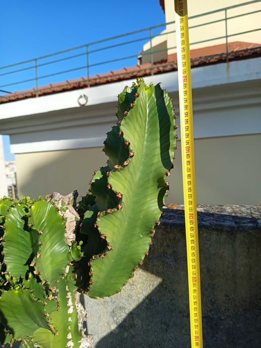 Cacto Candelabro