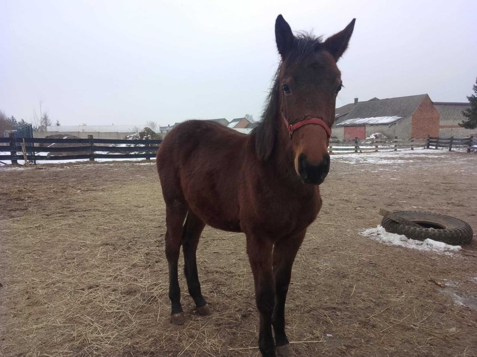 *Sprzedam Klacz Śląską* 7 miesięcy*księga wstępna!