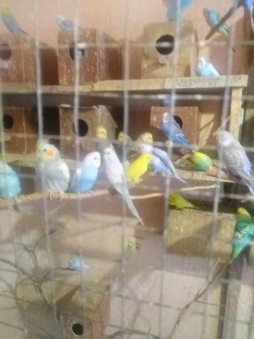 Продаю домашні птахів.
