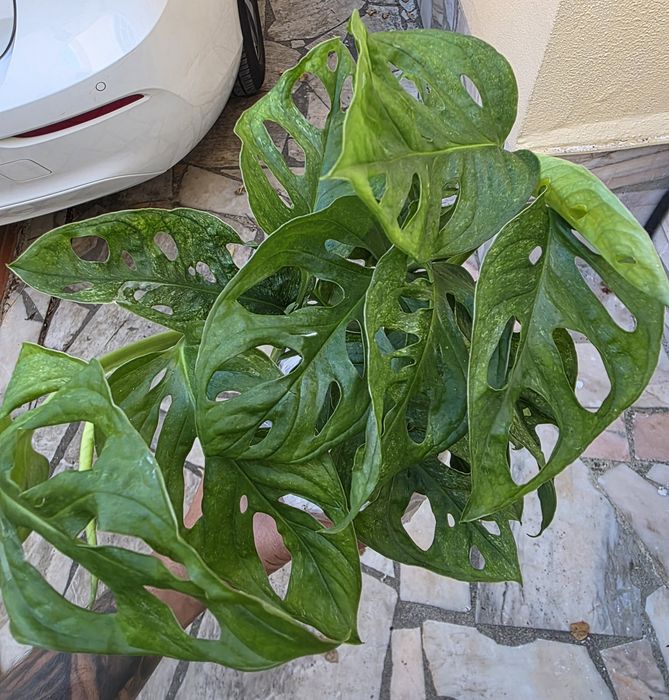 Monstera adansonii "Mint"