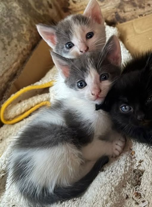 Gatinho branco e cinza