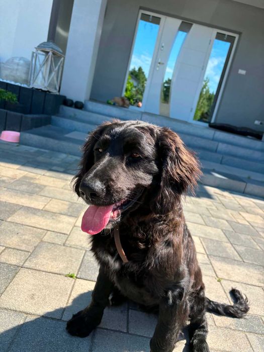 Bella w typie cocker spaniel